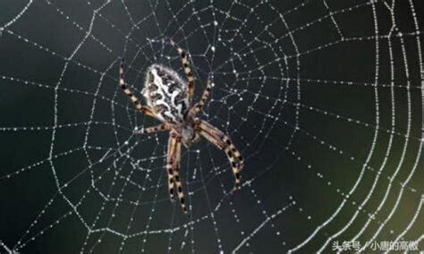 家裡很多蜘蛛網 四絕加兩鬼禍